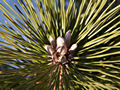 Pinus thunbergii Bonchec IMG_4649 Sosna